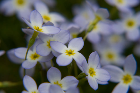 Bluets Fine Art Photo or Canvas Print